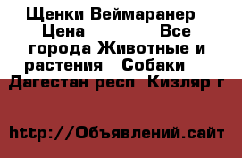 Щенки Веймаранер › Цена ­ 40 000 - Все города Животные и растения » Собаки   . Дагестан респ.,Кизляр г.